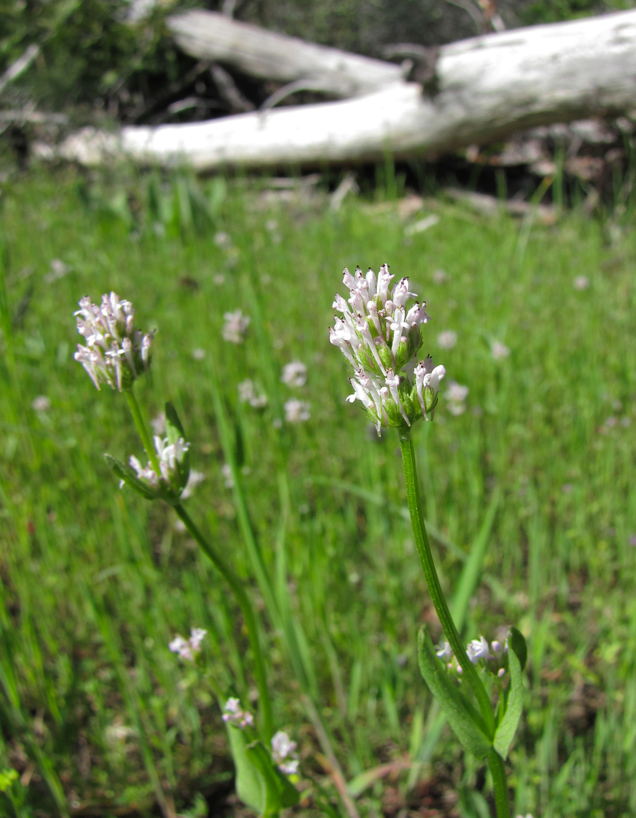 Plectritis ciliosa
