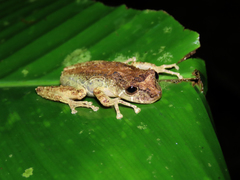 Scinax littoralis