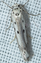 Ethmia terminella