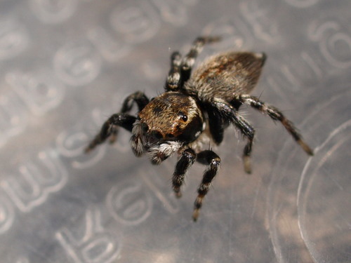 White Banded House Jumper