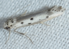 Ethmia terminella