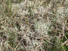 Cladonia arbuscula mitis