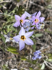 Leptosiphon androsaceus