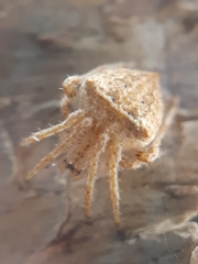 Novakiella