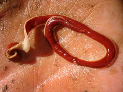 Arthurdendyus testaceus