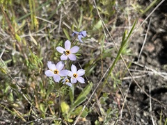 Leptosiphon androsaceus