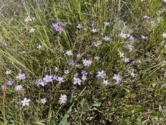 Leptosiphon androsaceus