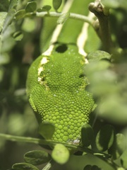 Naultinus