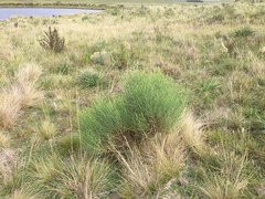 Baccharis articulata