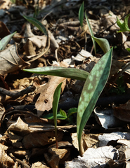 Erythronium albidum