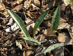 Erythronium albidum