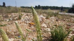 Reseda alba