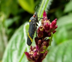 Cicciana obliqua