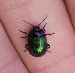 Chrysolina auripennis