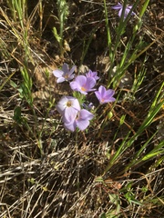 Leptosiphon androsaceus