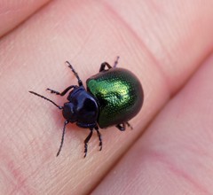 Chrysolina auripennis