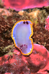 Felimida purpurea