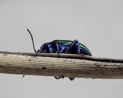 Chrysolina auripennis