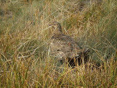 Dendragapus fuliginosus