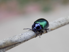 Chrysolina auripennis
