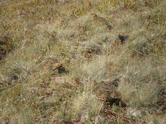 Dendragapus fuliginosus