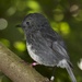 North Island Robin - Photo (c) Gathadair, some rights reserved (CC BY-NC)