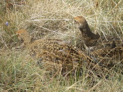 Dendragapus fuliginosus