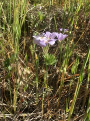 Leptosiphon androsaceus