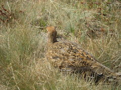Dendragapus fuliginosus