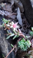 Sedum potosinum