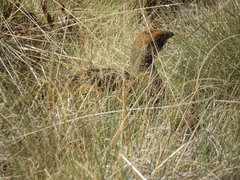 Dendragapus fuliginosus