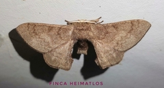 Epia lunilinea