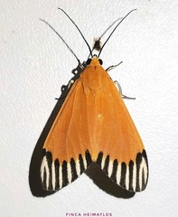 Uranophora walkeri