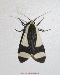 Pryteria alboatra