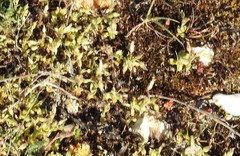 Cerastium ramosissimum