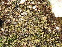 Cerastium ramosissimum