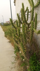 Austrocylindropuntia subulata