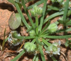Plantago erecta
