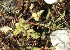 Cerastium ramosissimum