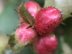 Plagiotrochus quercusilicis