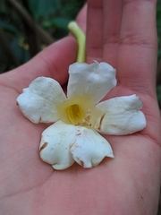 Bignonia nocturna