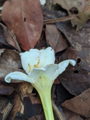 Bignonia nocturna