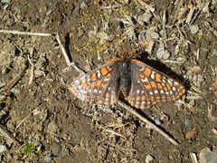 Euphydryas editha
