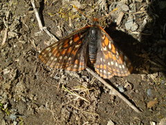 Euphydryas editha
