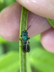 Augochlora pura mosieri