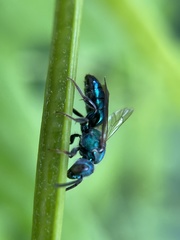 Augochlora pura mosieri