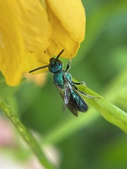 Augochlora pura mosieri
