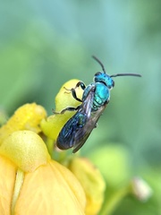 Augochlora pura mosieri