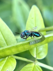 Augochlora pura mosieri