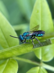 Augochlora pura mosieri